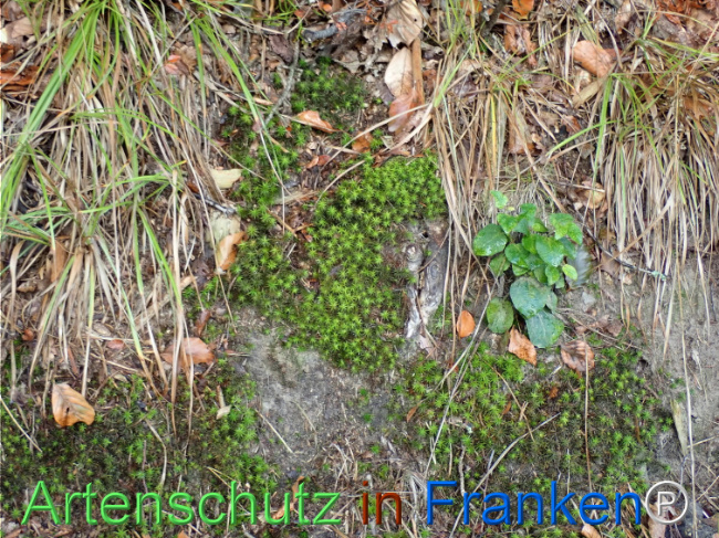 Bild zum Eintrag (1148735-160)