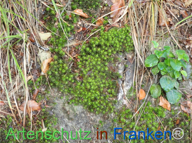 Bild zum Eintrag (1148736-160)