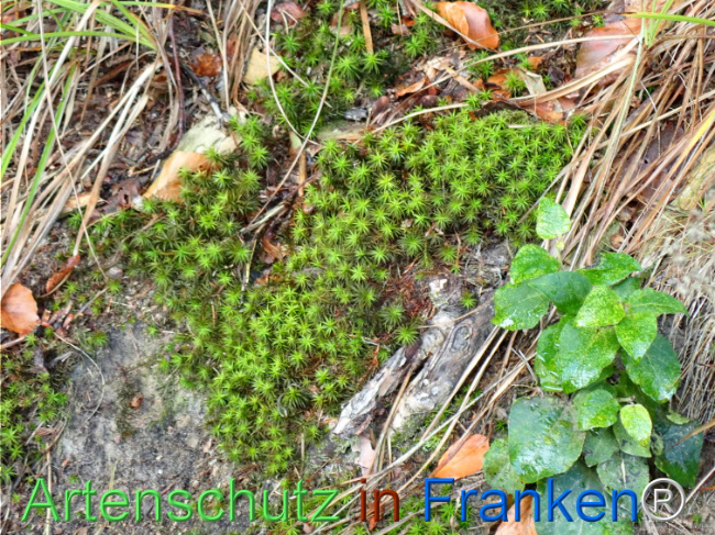 Bild zum Eintrag (1148737-160)