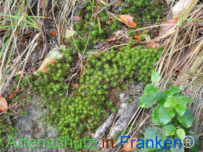 Bild zum Eintrag (1148738-160)
