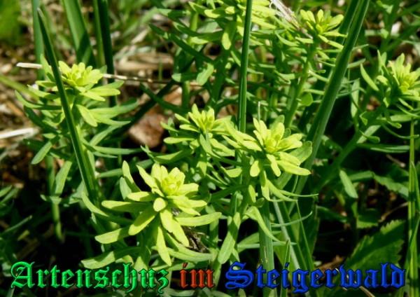 Bild zum Eintrag (1148929-160)