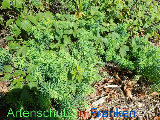 Bild zum Eintrag (1148941-160)