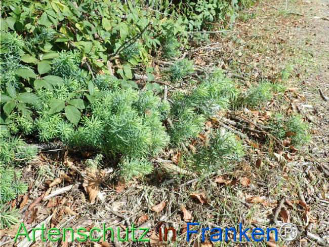 Bild zum Eintrag (1148942-160)