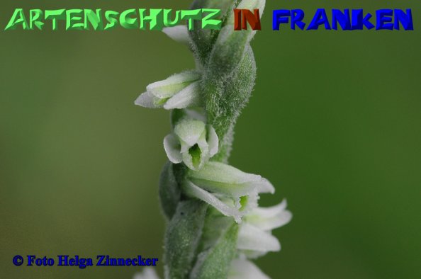 Bild zum Eintrag (1148978-160)