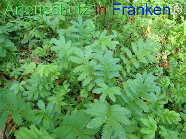 Bild zum Eintrag (1149191-160)