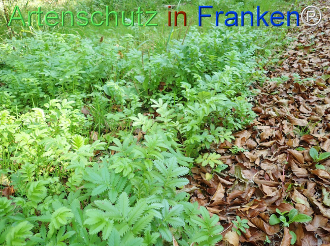 Bild zum Eintrag (1149192-160)