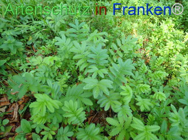 Bild zum Eintrag (1149193-160)