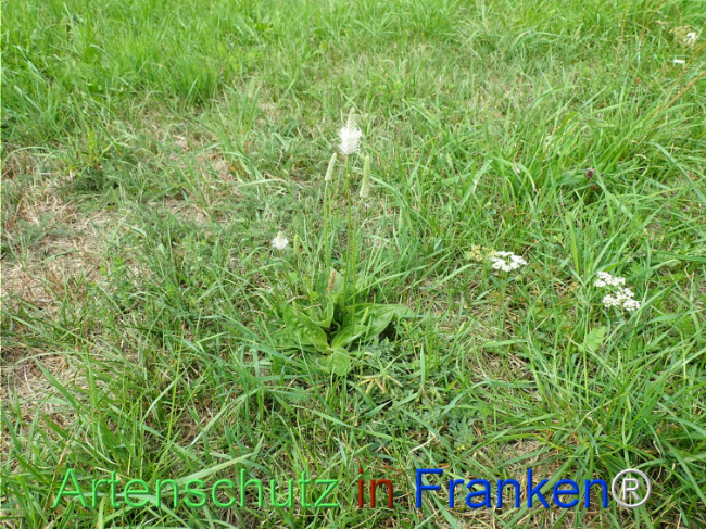 Bild zum Eintrag (1149246-160)