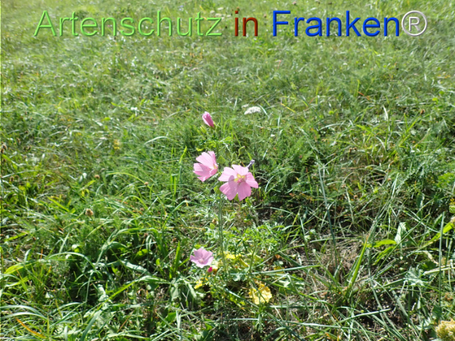 Bild zum Eintrag (1149372-160)