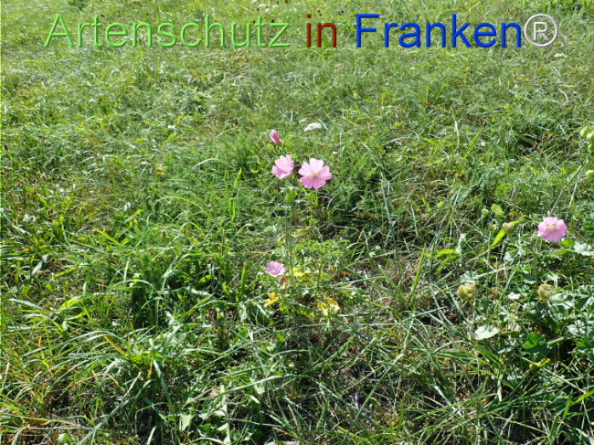 Bild zum Eintrag (1149375-160)