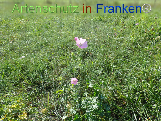 Bild zum Eintrag (1149376-160)