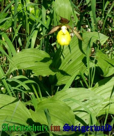 Bild zum Eintrag (1149573-160)