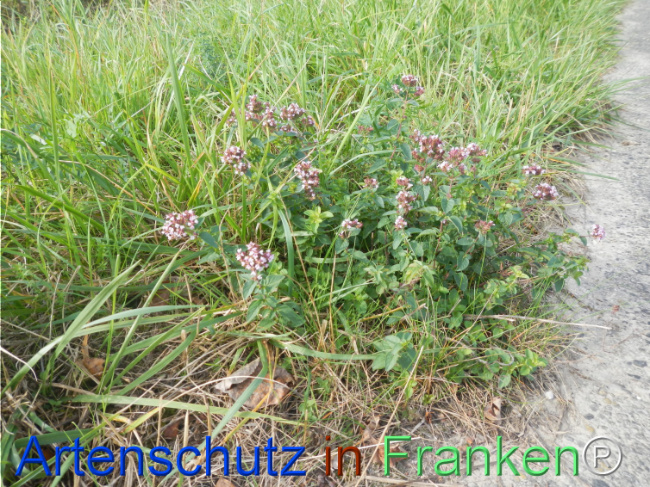 Bild zum Eintrag (1149583-160)