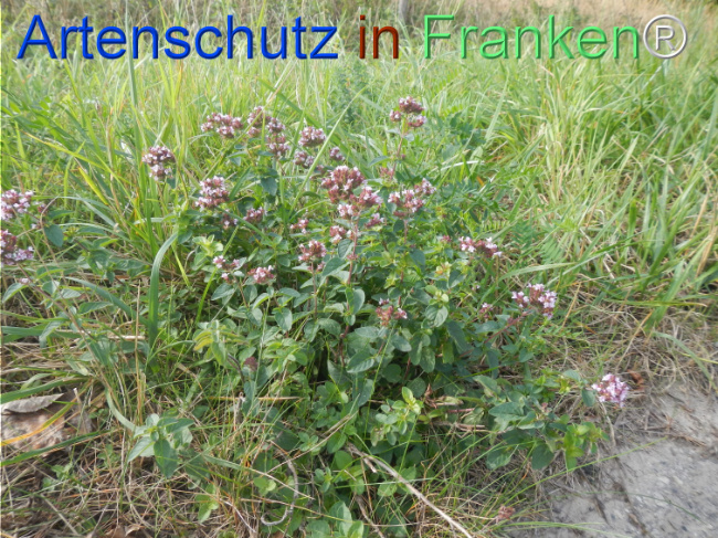 Bild zum Eintrag (1149586-160)