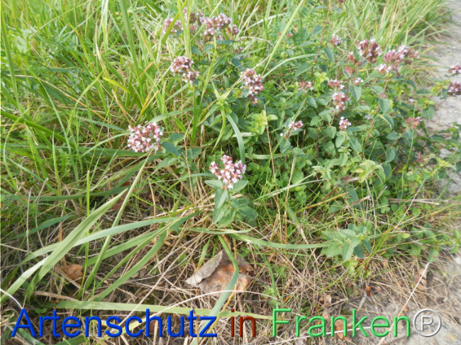Bild zum Eintrag (1149587-160)