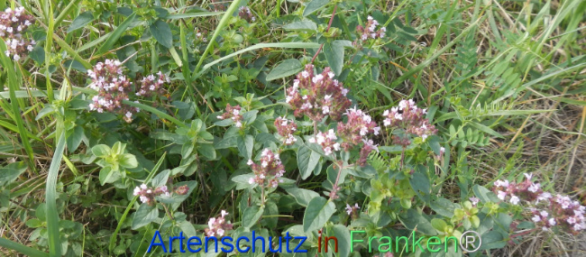 Bild zum Eintrag (1149588-160)