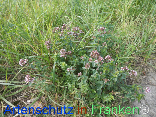 Bild zum Eintrag (1149596-160)