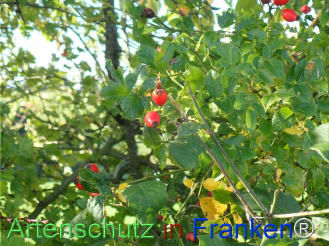 Bild zum Eintrag (1149624-160)