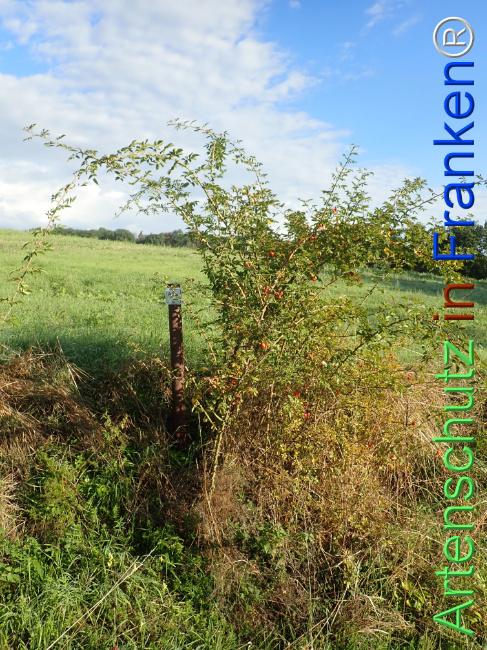 Bild zum Eintrag (1149637-160)