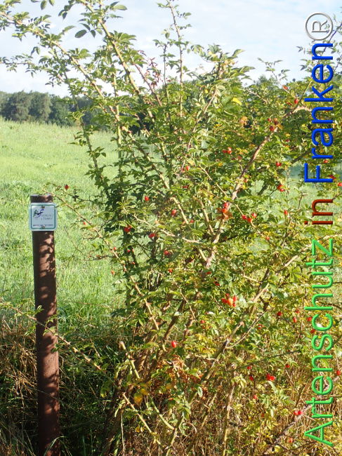 Bild zum Eintrag (1149639-160)