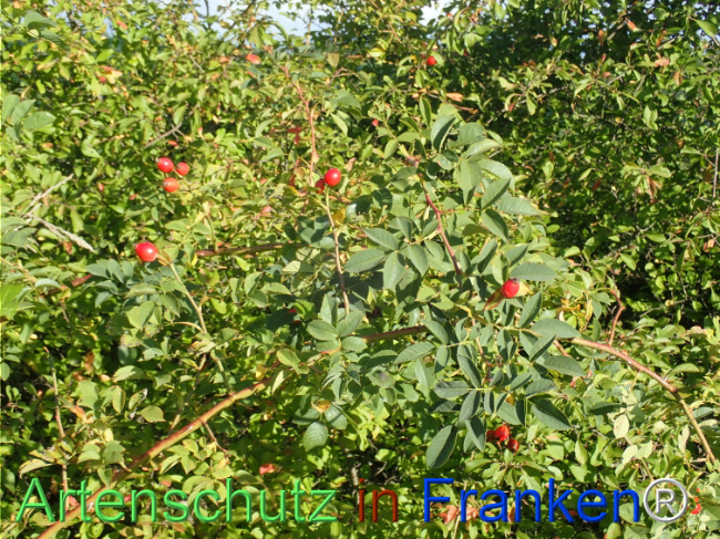 Bild zum Eintrag (1149640-160)