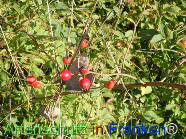 Bild zum Eintrag (1149641-160)