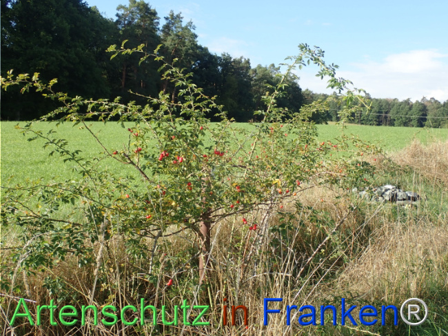Bild zum Eintrag (1149648-160)