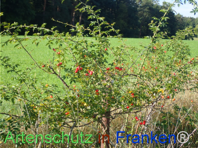 Bild zum Eintrag (1149649-160)