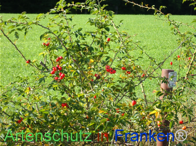 Bild zum Eintrag (1149650-160)