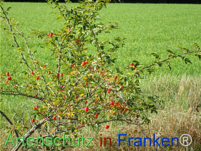 Bild zum Eintrag (1149656-160)