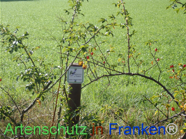Bild zum Eintrag (1149657-160)
