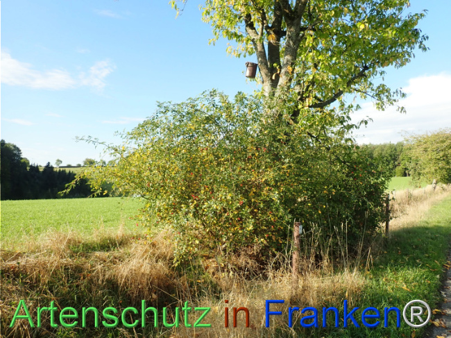 Bild zum Eintrag (1149662-160)