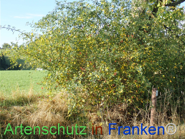 Bild zum Eintrag (1149663-160)