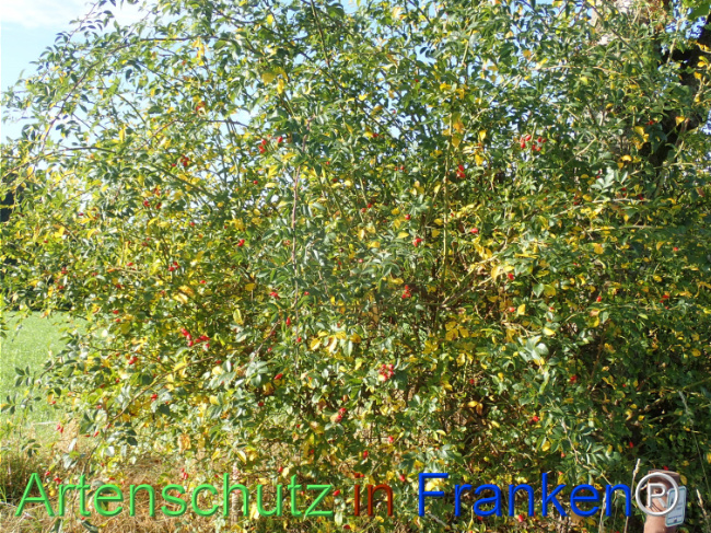 Bild zum Eintrag (1149664-160)