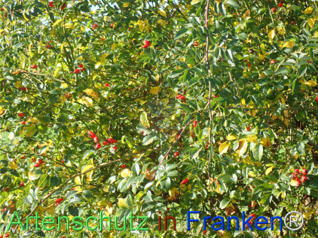 Bild zum Eintrag (1149669-160)