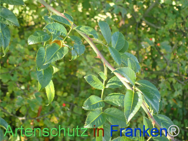 Bild zum Eintrag (1149670-160)