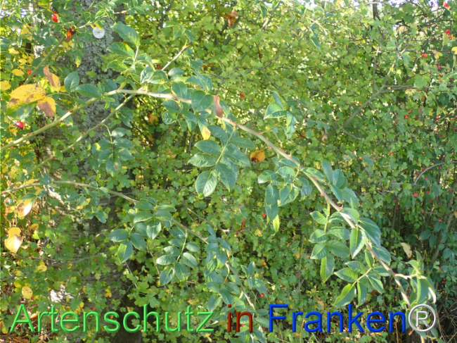 Bild zum Eintrag (1149671-160)