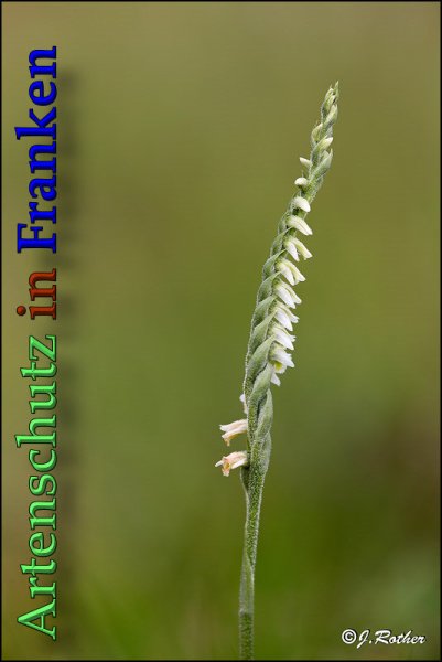 Bild zum Eintrag (1149824-160)