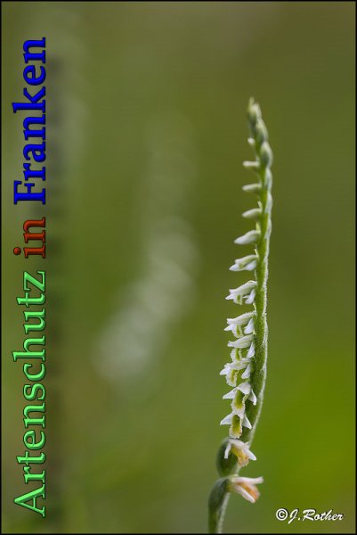 Bild zum Eintrag (1149825-160)