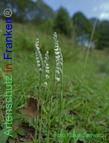 Bild zum Eintrag (1149830-160)