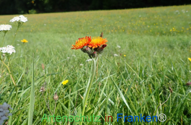Bild zum Eintrag (1149965-160)