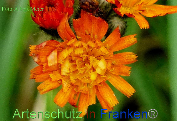 Bild zum Eintrag (1149968-160)