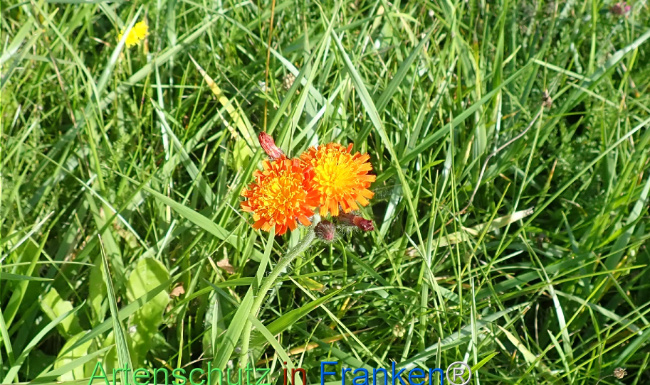 Bild zum Eintrag (1149975-160)