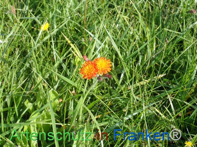 Bild zum Eintrag (1149976-160)