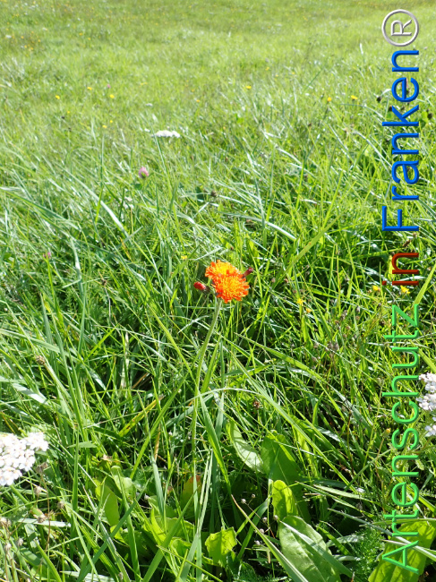 Bild zum Eintrag (1149982-160)