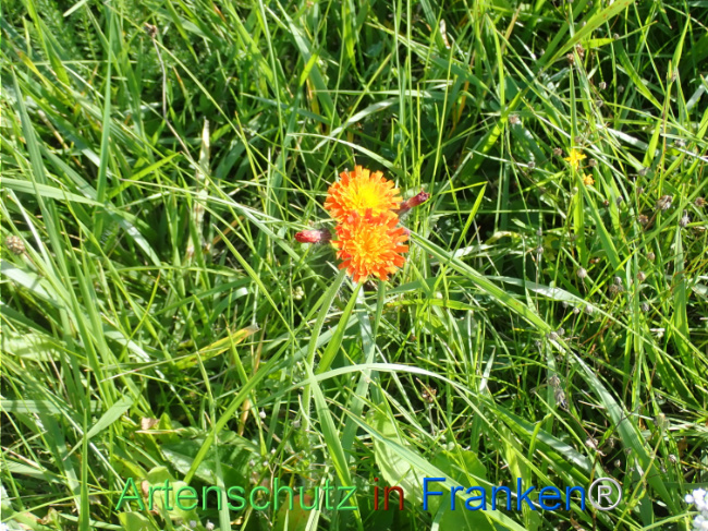 Bild zum Eintrag (1149984-160)