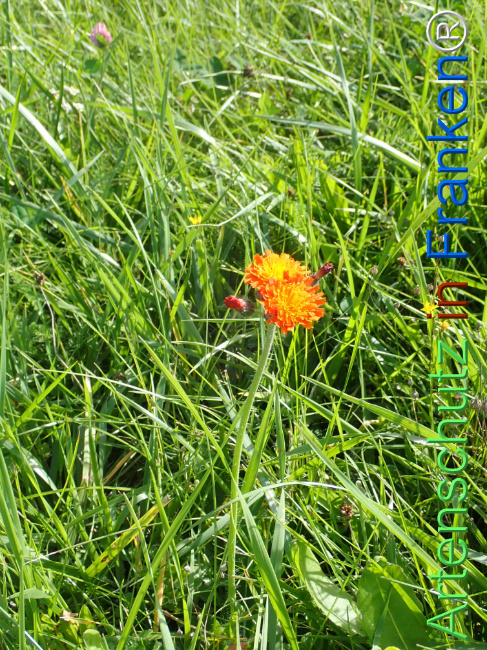 Bild zum Eintrag (1149986-160)