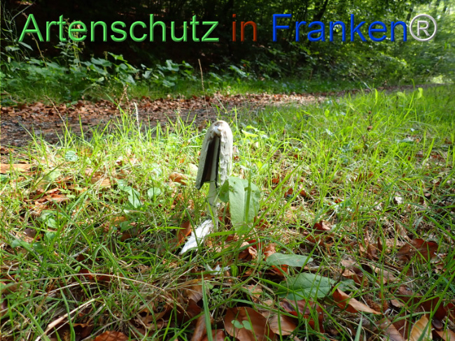 Bild zum Eintrag (1150713-160)