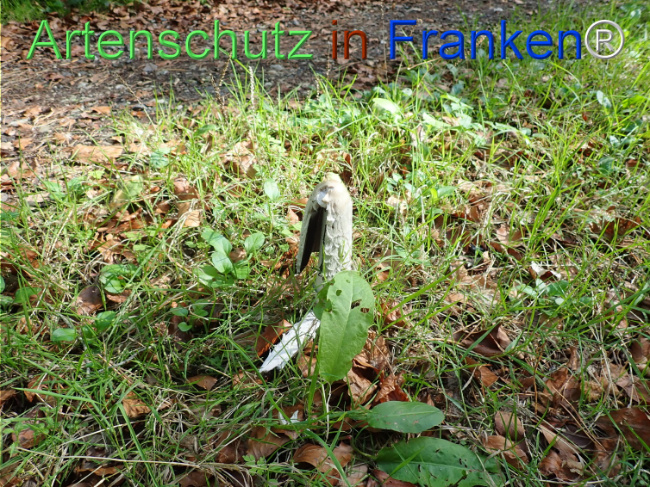 Bild zum Eintrag (1150714-160)