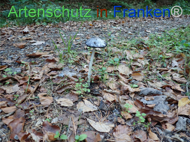 Bild zum Eintrag (1150720-160)